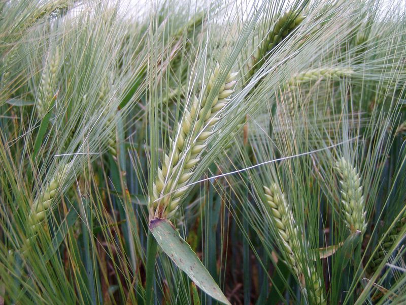 Soubor:Escourgeon-Hordeum vulgare subsp. vulgare.jpg