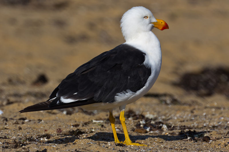 Soubor:1291 Pacific Gull.jpg