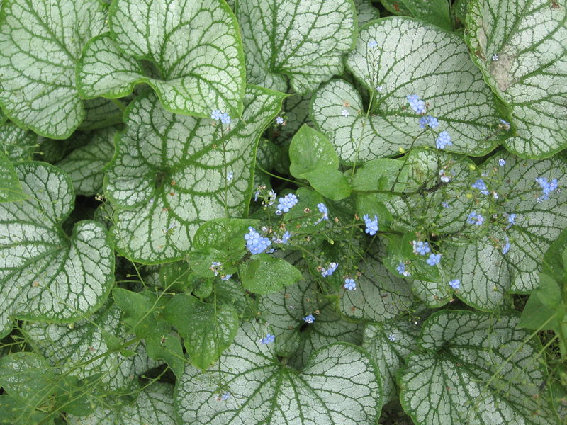 Soubor:Brunnera macrophylla 'Jack Frost'.jpg