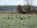 "You can't keep a good mole down" - geograph.org.uk - 328895.jpg