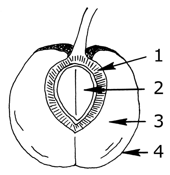 Soubor:Pericarp (PSF).png