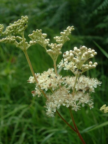 Soubor:Filipendula ulmaria1.jpg