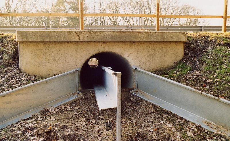 Soubor:Toad tunnel.jpg