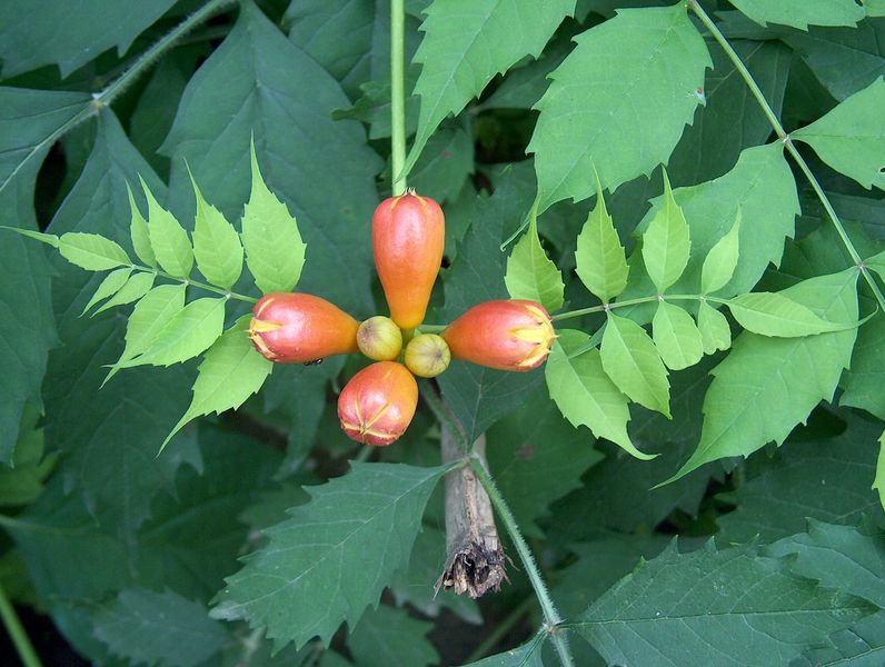 Soubor:Campsis radicans HPIM6589 Trumpettiköynnös - C.jpg