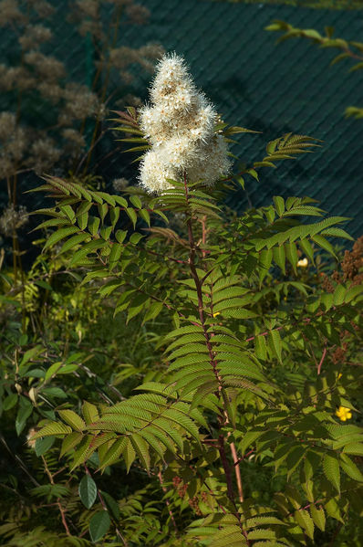 Soubor:Sorbaria sorbifolia C.jpg