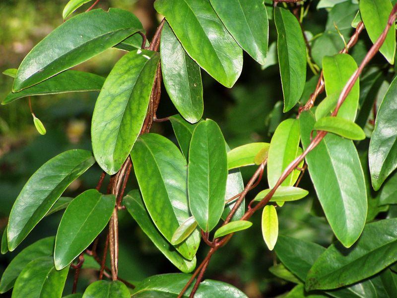 Soubor:Kadsura japonica.jpg