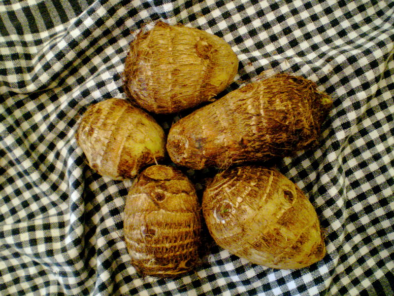 Soubor:Taro corms.JPG