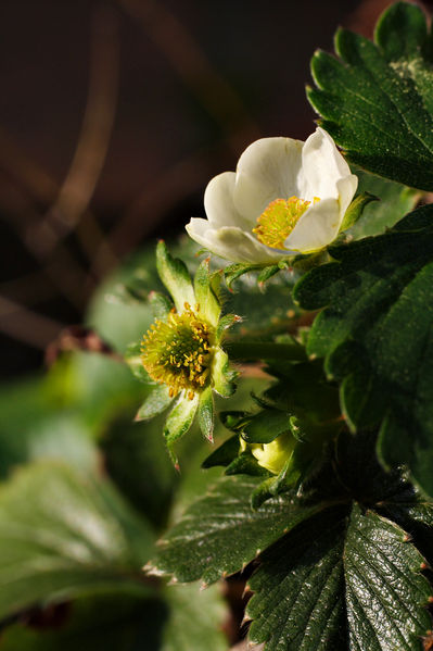 Soubor:Strawberryflowers.jpg