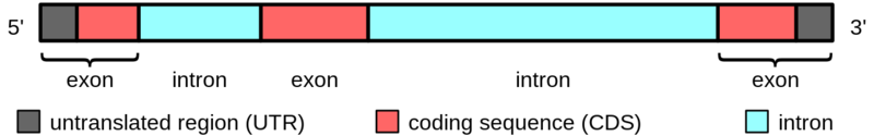 Soubor:Gene structure.png