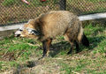Otocyon megalotis Dvur zoo 1.jpg