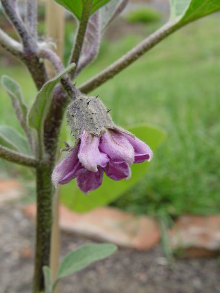 Soubor:Solanum melongena, flower.jpg