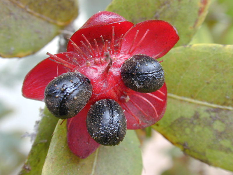 Soubor:Starr 010914-0082 Ochna thomasiana.jpg