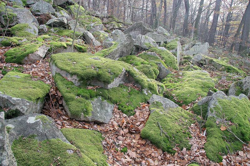 Soubor:Tisá skála - kamenné moře pod vrcholem.jpg