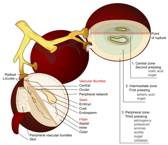 Soubor:Wine grape diagram en.png