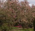 'Magnolia Walk' in Harold Hillier Gardens and Arboretum - geograph.org.uk - 738777.jpg