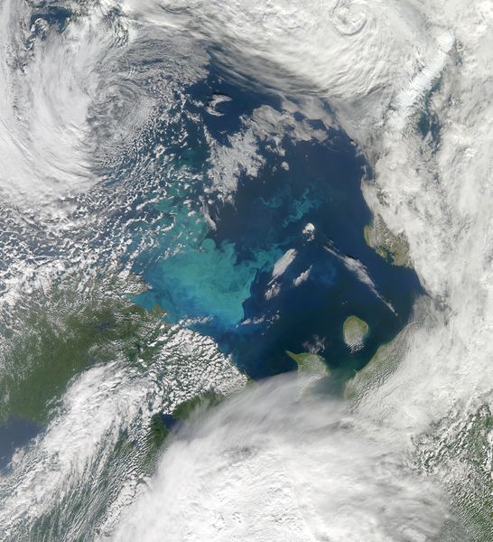 Soubor:Barents Sea in Bloom.jpg