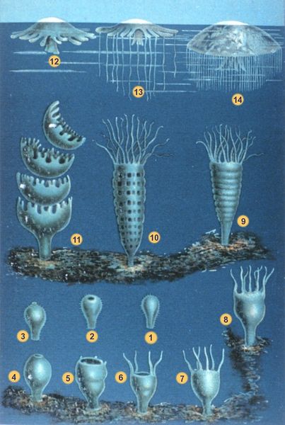 Soubor:Schleiden-meduse-2.jpg