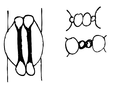 Stoma gramineae type.png