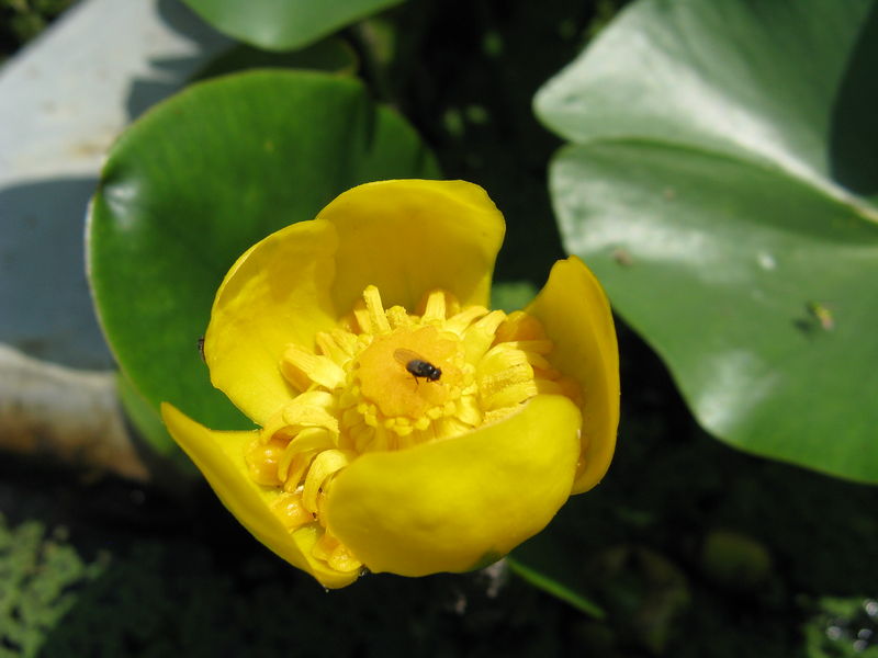 Soubor:Nuphar pumilum2.jpg