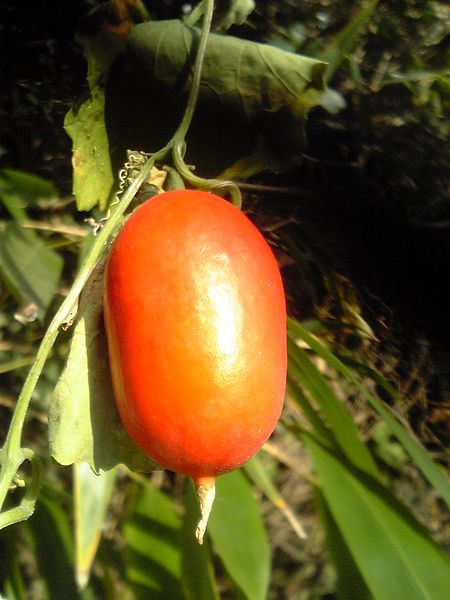 Soubor:Trichosanthes cucumeroides fruit.jpg