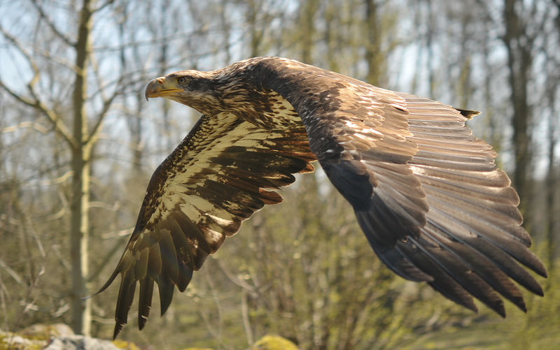 Soubor:Haliaeetus leucocephalus (Linnaeus 1766).jpg