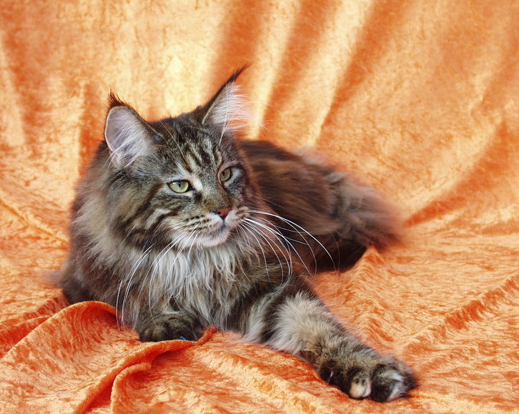 Soubor:BlacktabbyMaine Coon.JPG