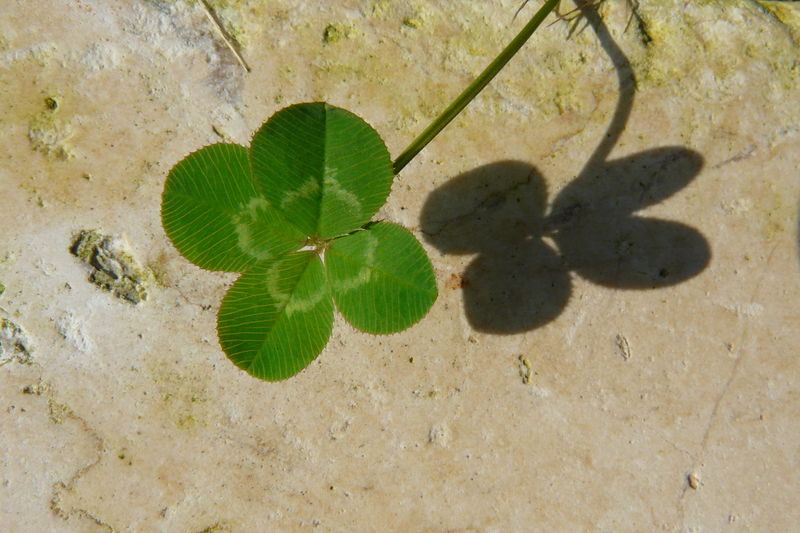 Soubor:Four-leaved clover.jpg