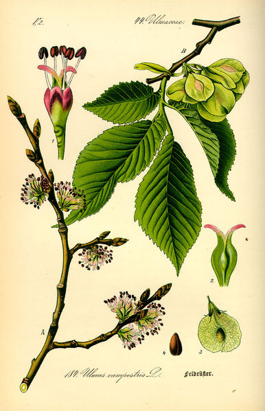 Soubor:Illustration Ulmus carpinifolia0.jpg