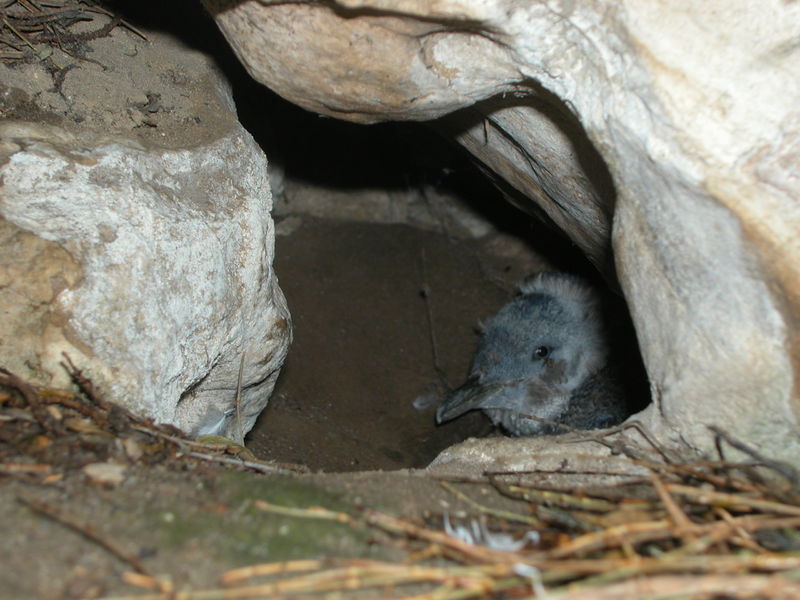 Soubor:Little Penguin chick.jpg