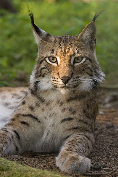 Soubor:Lynx lynx poing.jpg