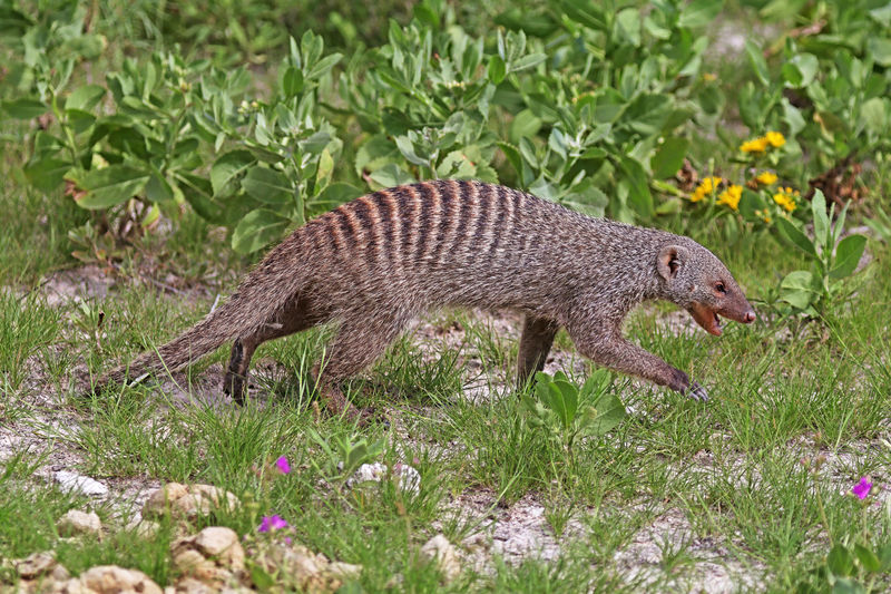 Soubor:Banded mongoose (Mungos mungo).jpg