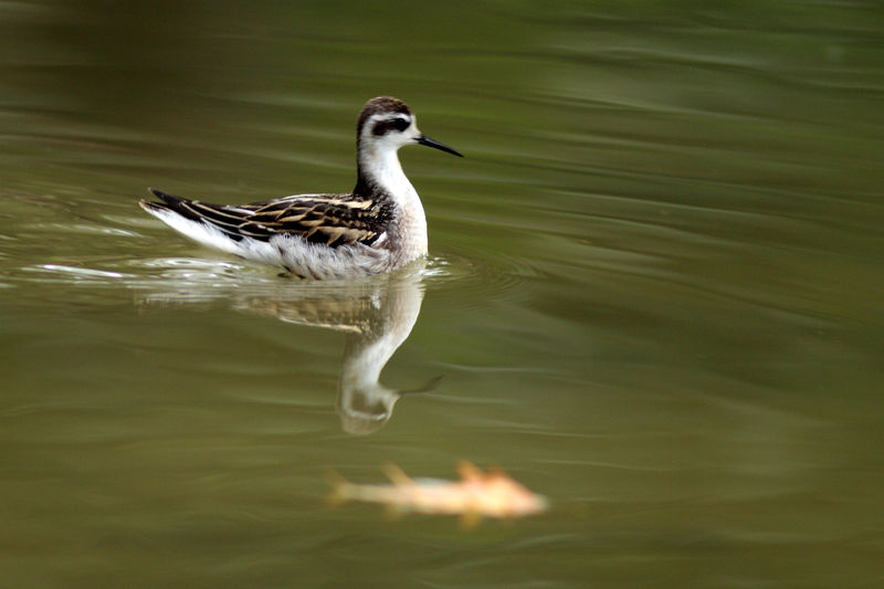 Soubor:Phalarope à bec étroit.jpg