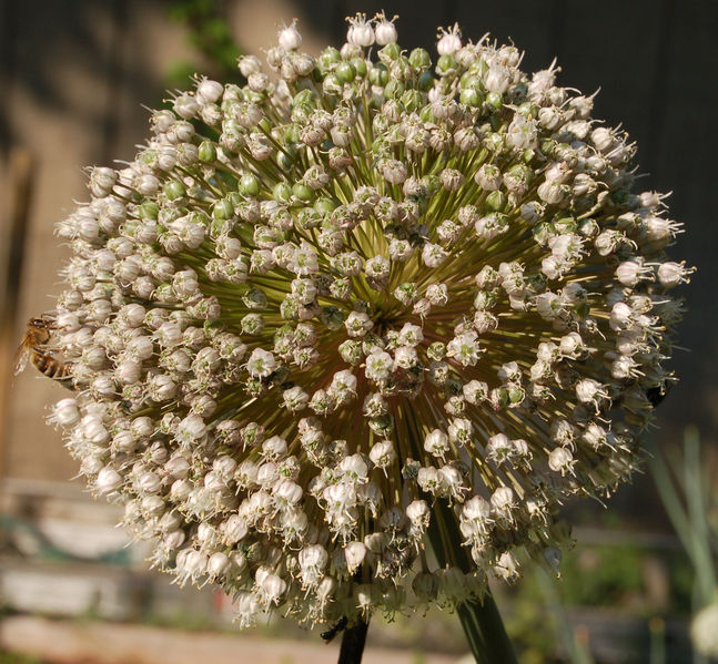 Soubor:Single Leek Flower Head 2000px.jpg