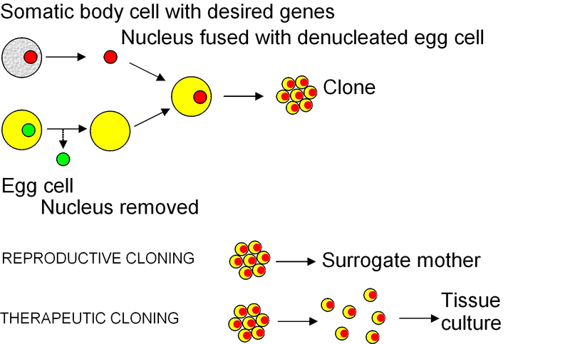 Soubor:Cloning diagram english.png