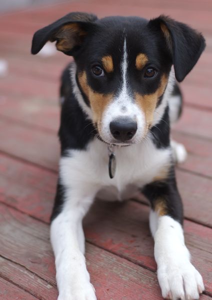 Soubor:Smooth-coat Border Collie puppy..jpg