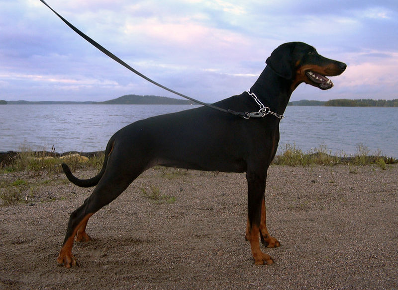 Soubor:Dobermann standing.jpg