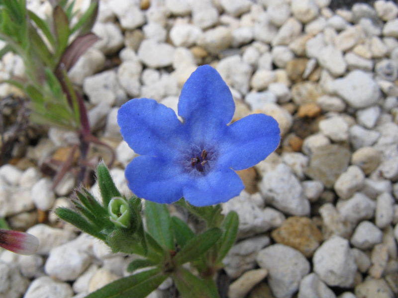 Soubor:Lithodora diffusa2.jpg