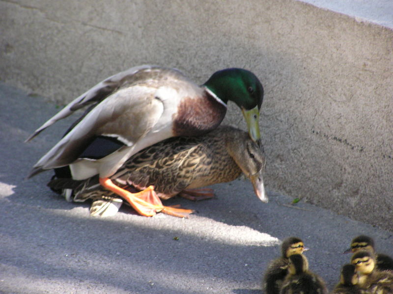 Soubor:Accouplement col vert.JPG