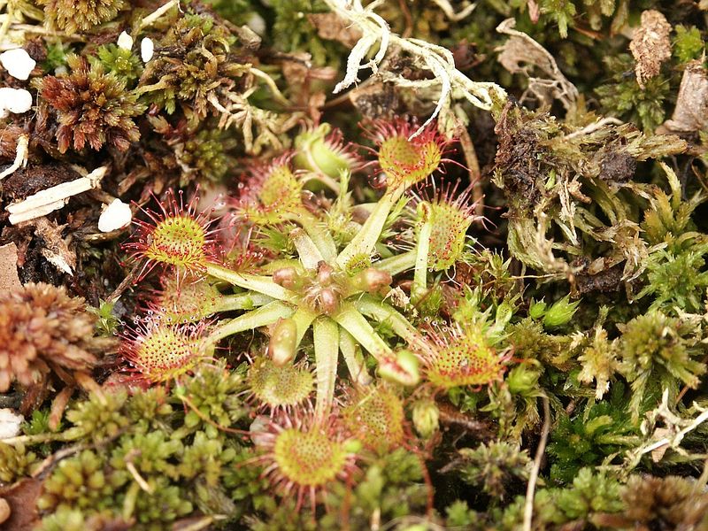 Soubor:Drosera rotundifolia 130405.jpg