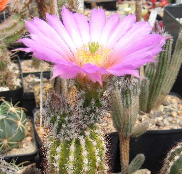 Soubor:Echinocereus palmeri 01.jpg