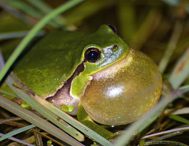 Soubor:HylaArborea-CallingMale.jpg