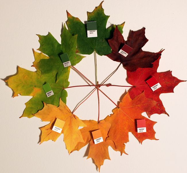 Soubor:Autumn leaves (pantone) crop.jpg