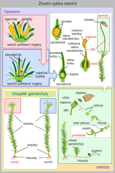 Soubor:Lifecycle moss svg diagram ces.png