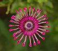 Osteospermum Flower Power Spider Purple 2134px.jpg