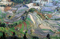 Terrace field yunnan china denoised.jpg