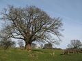 (Distant view of ) St. Oswald's Church (from Hadrian's Wall Path) - geograph.org.uk - 1267542.jpg