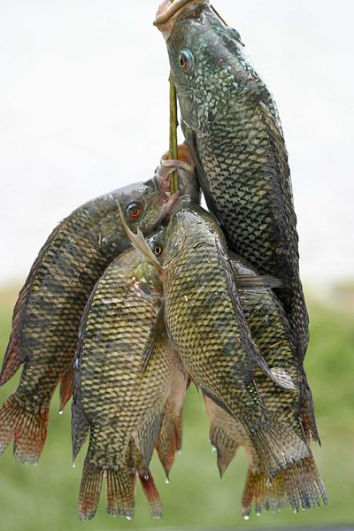 Soubor:Fresh tilapia.jpg