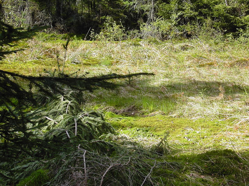 Soubor:Pisnik u Sokolovce4.jpg