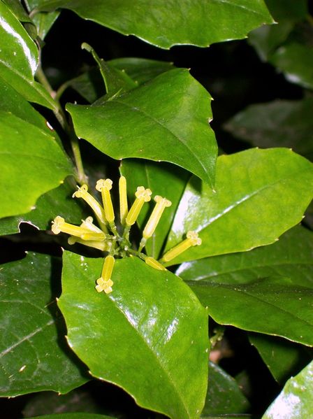 Soubor:Polyosma cunninghamii flowering.jpg