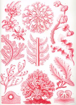 Haeckel Florideae.jpg